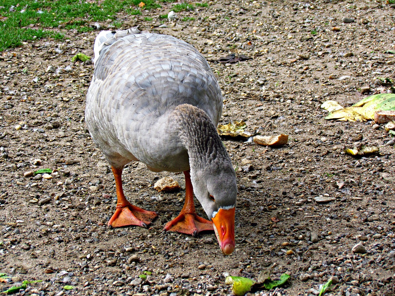 goose beak bird free photo