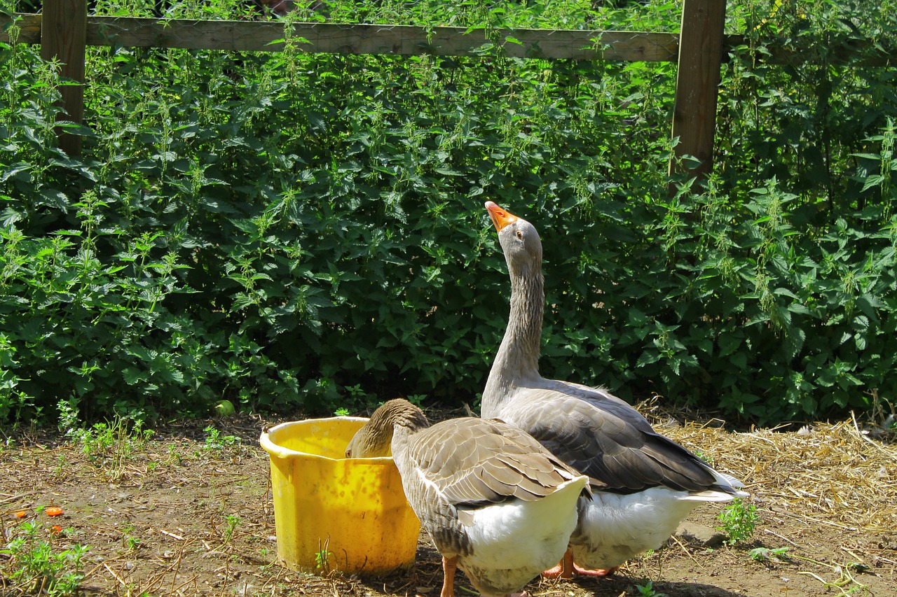 goose geese nature free photo