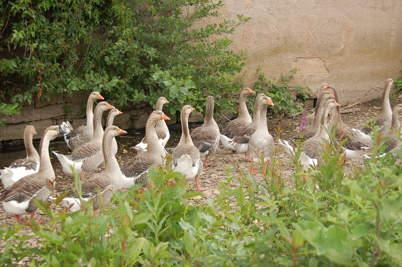 goose group bird free photo