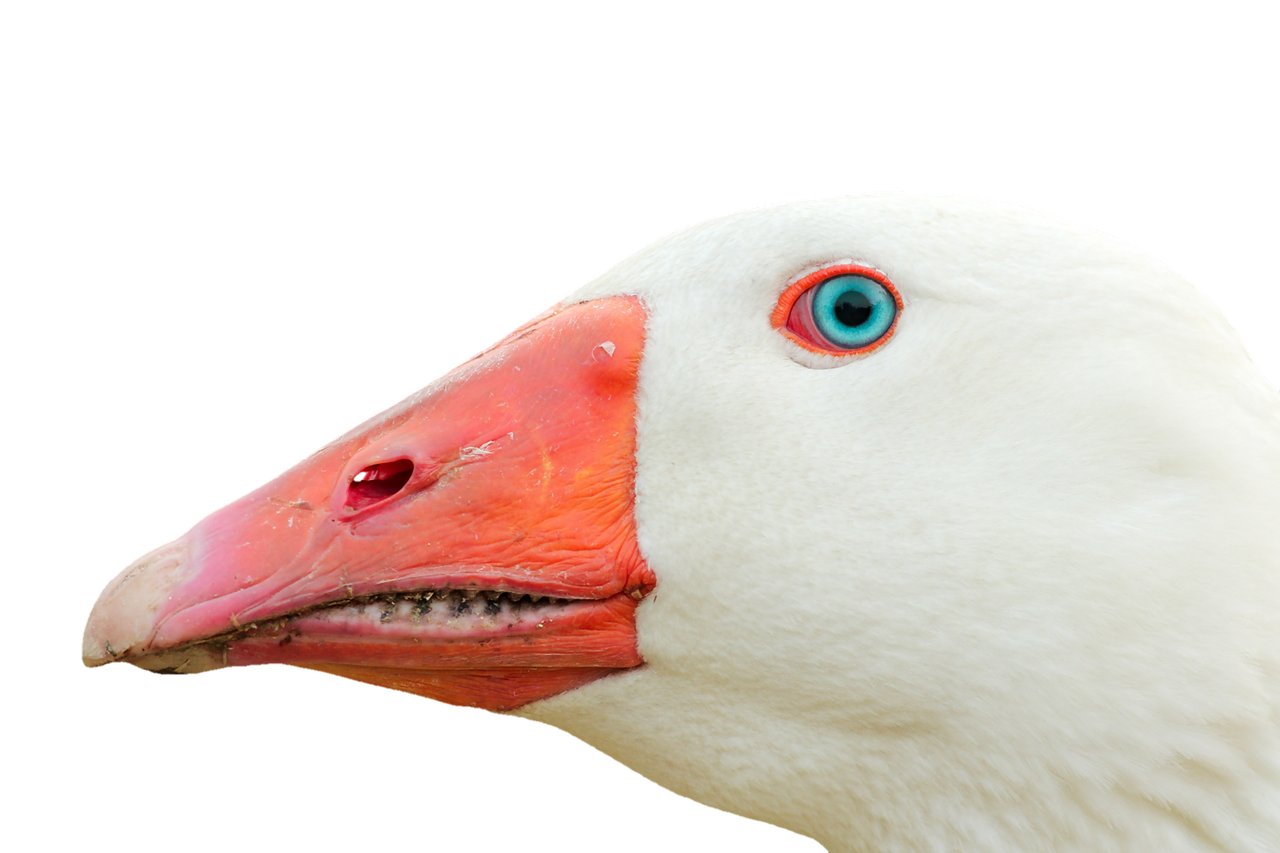 goose geese head goose beak free photo