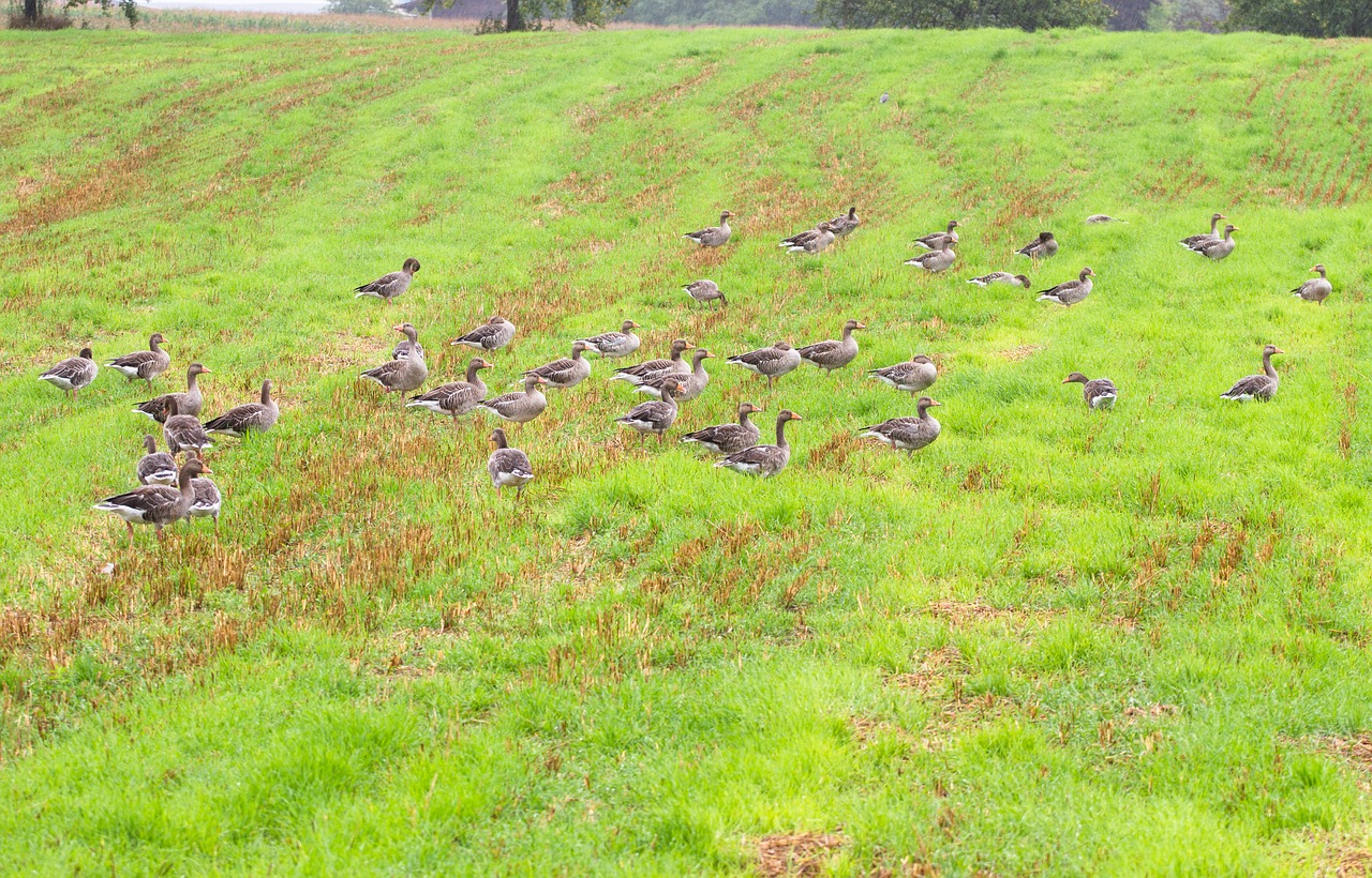 goose greylag goose water bird free photo