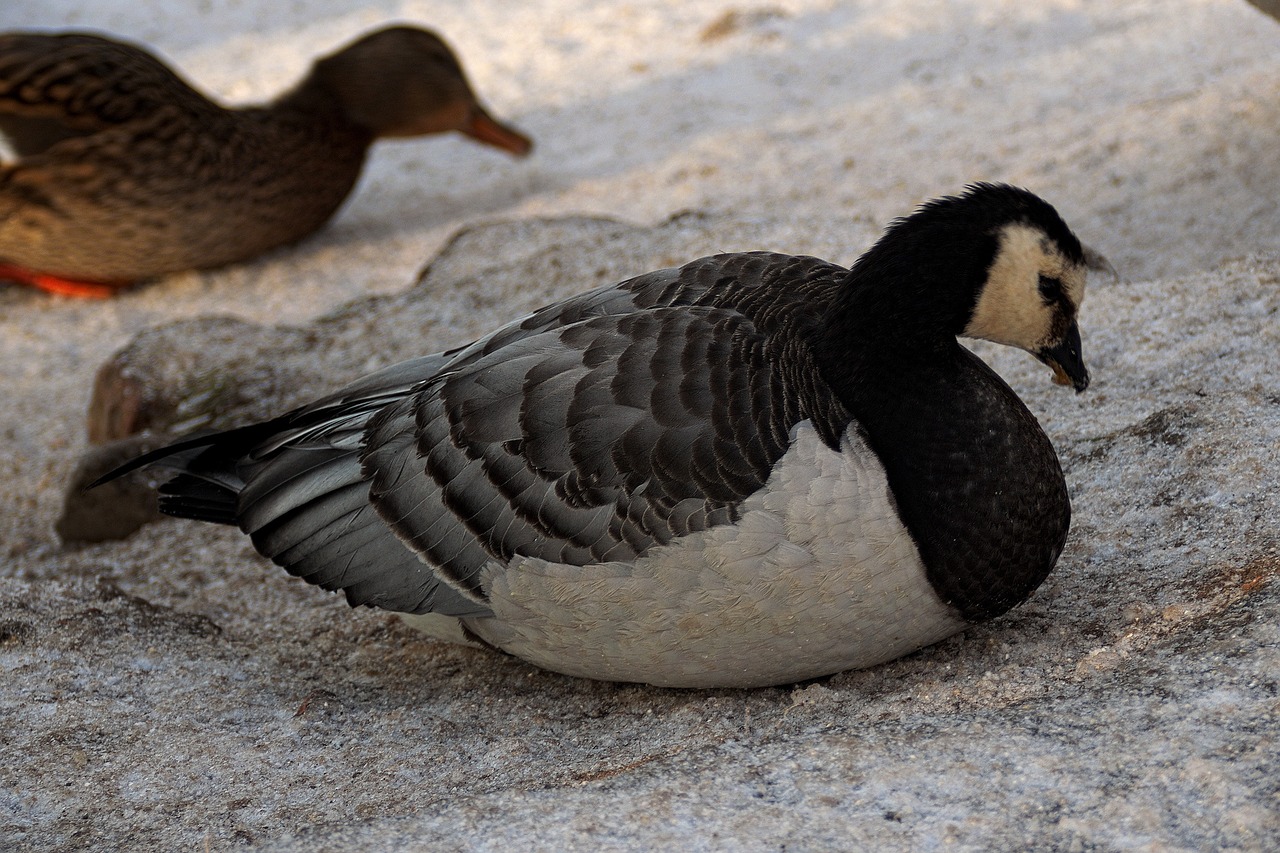 goose bird water bird free photo