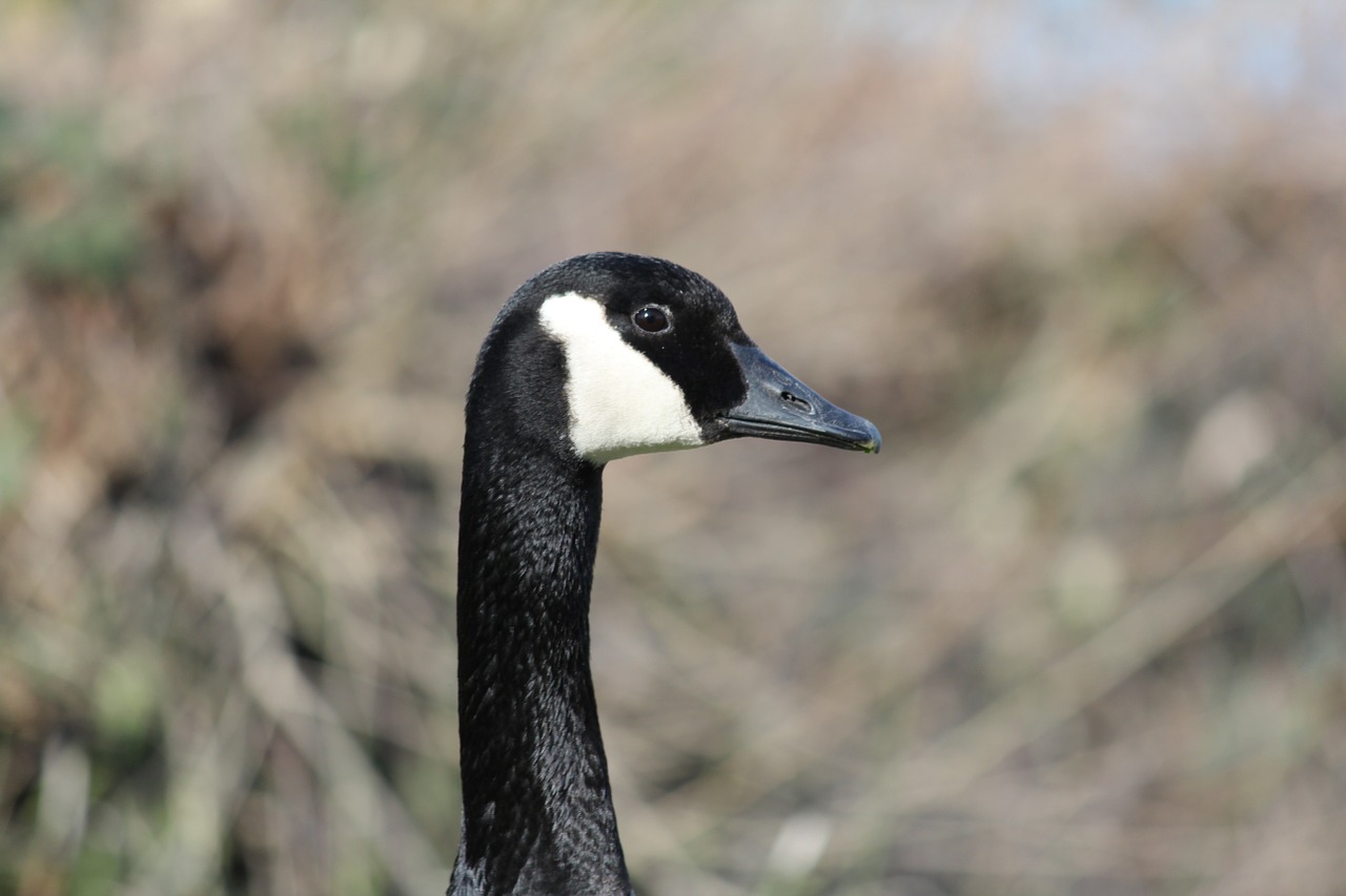 goose bird wild free photo