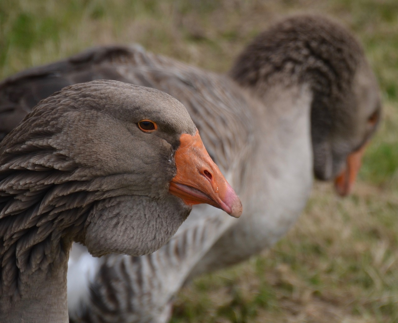 goose animal bird free photo