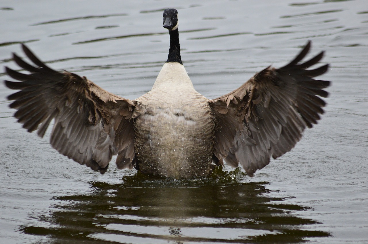 goose standing on free photo