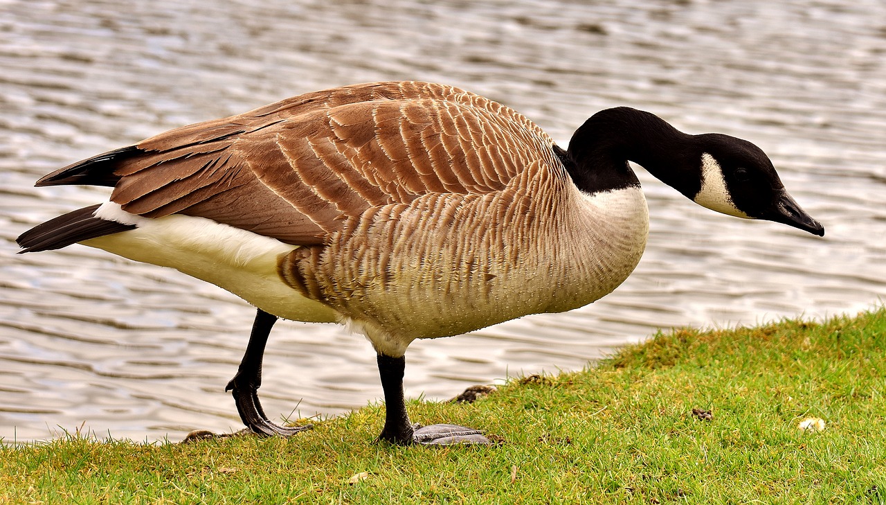 goose water bird wild goose free photo