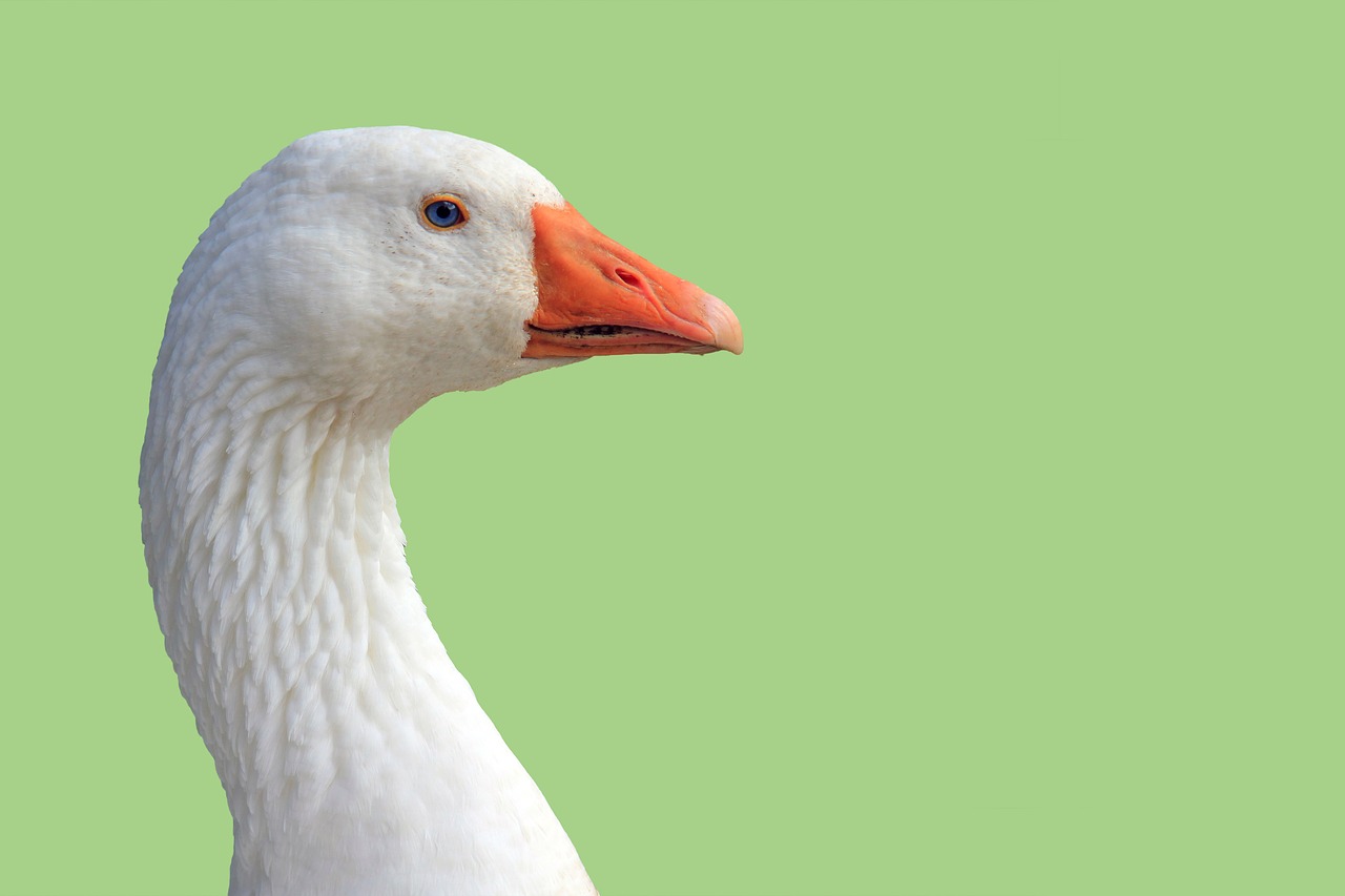 goose head close-up free photo