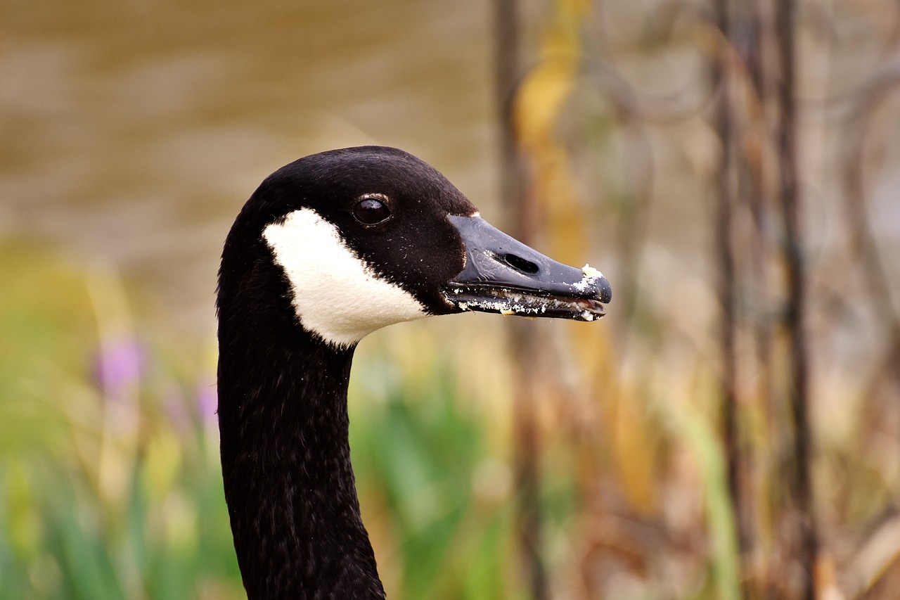 goose water bird wild goose free photo