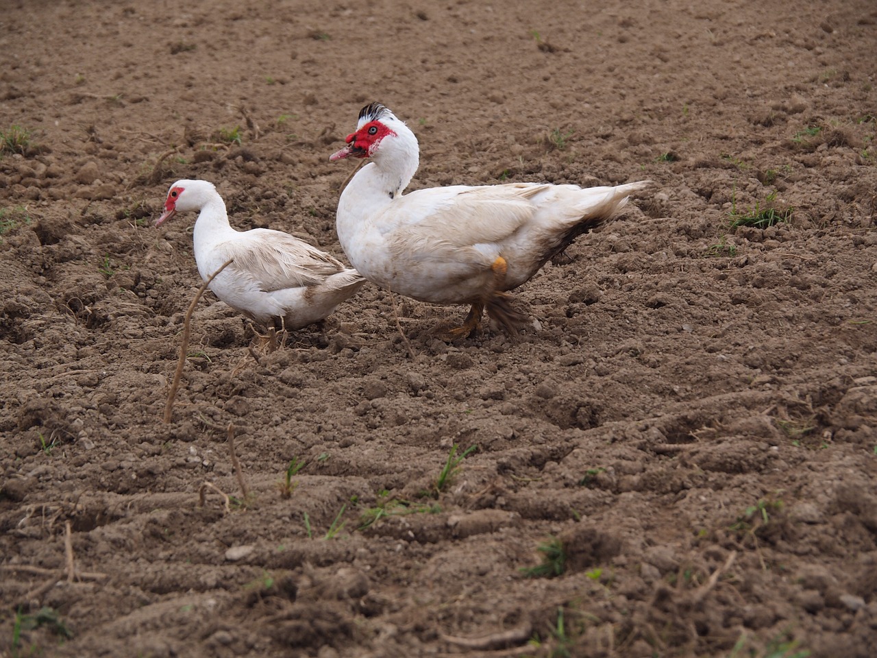 goose domestic goose duck free photo