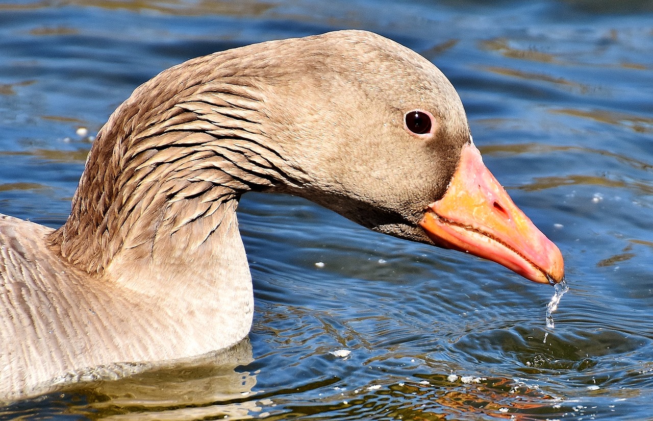 goose water bird water free photo