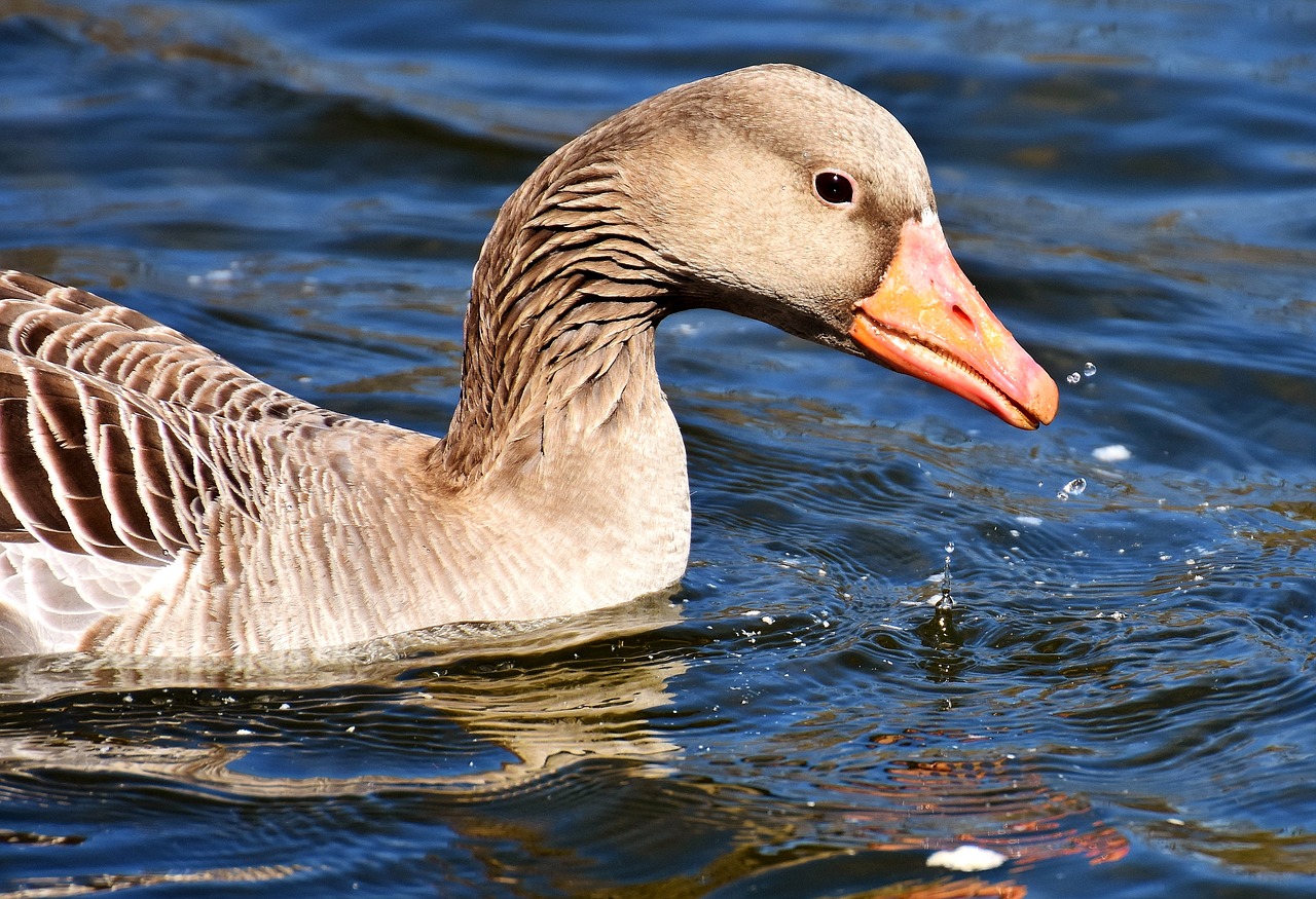 goose water bird water free photo