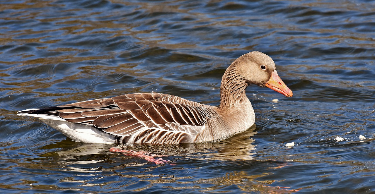 goose water bird water free photo