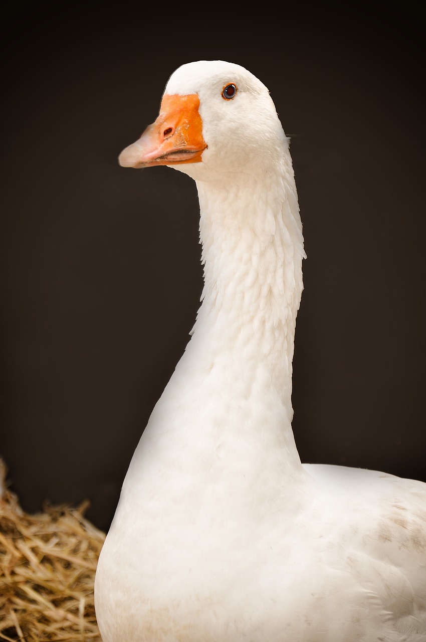 goose poultry water bird free photo