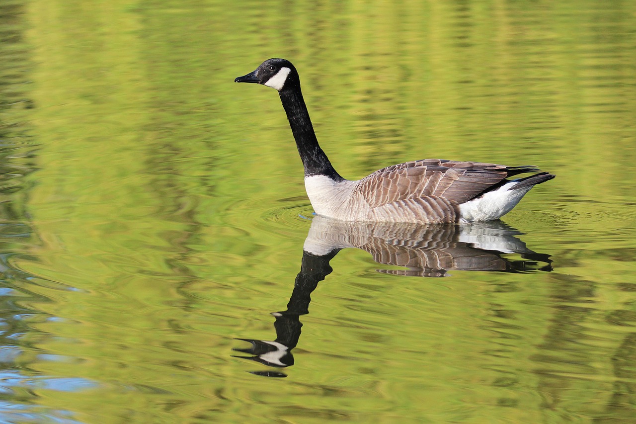 goose pond birds free photo