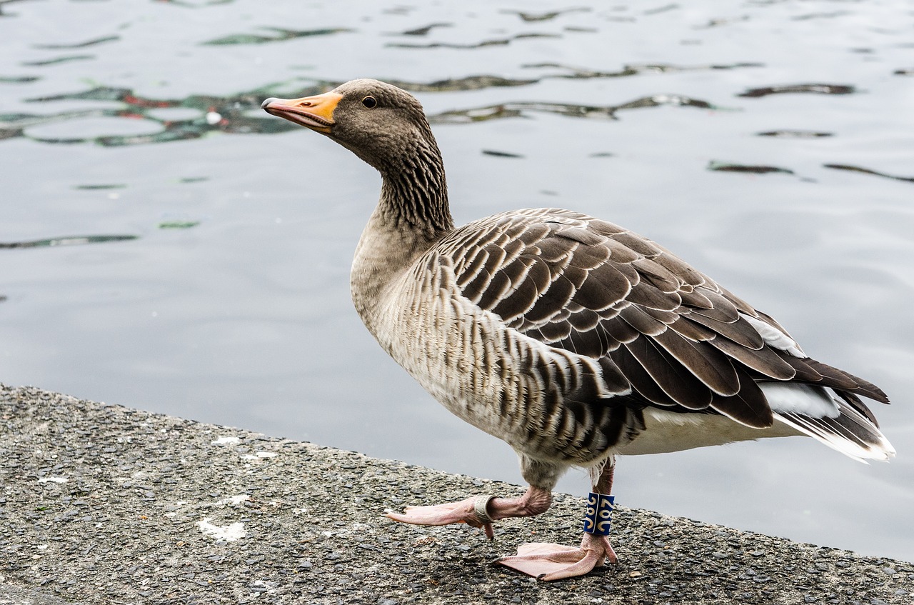 goose city water free photo