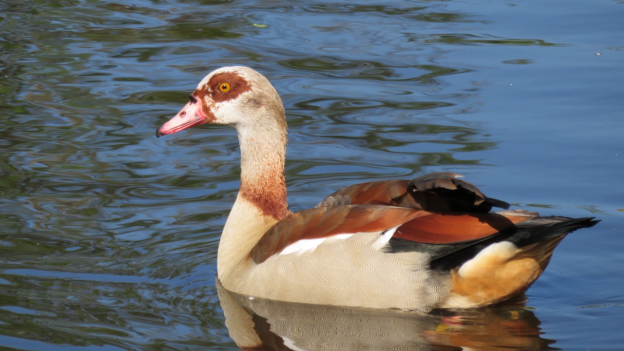 goose nile goose duck free photo