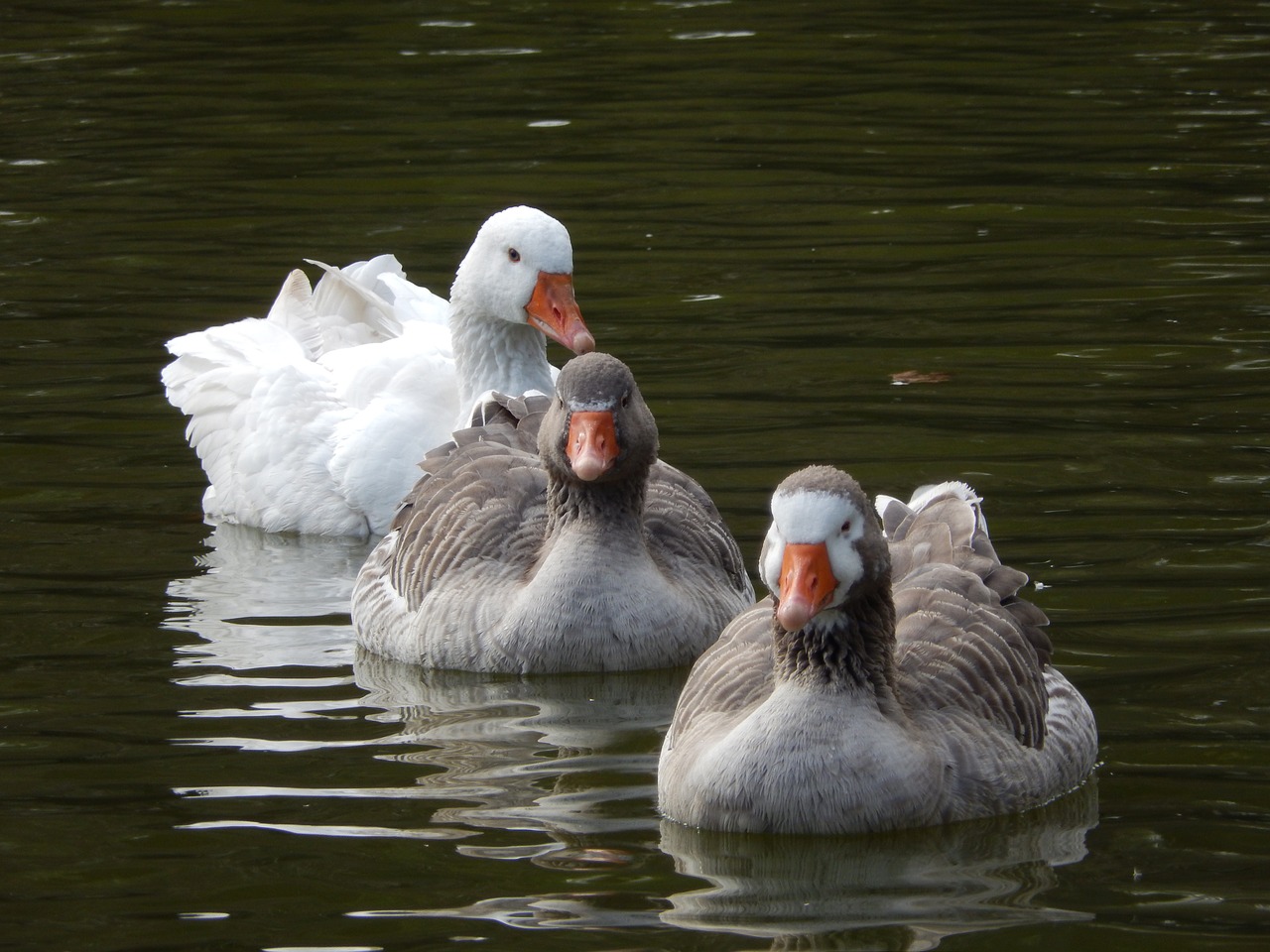 goose lake duck free photo