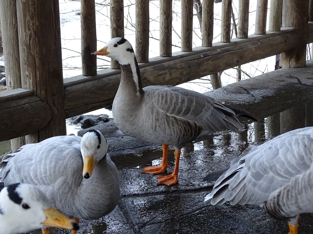 goose duck a goose wild free photo