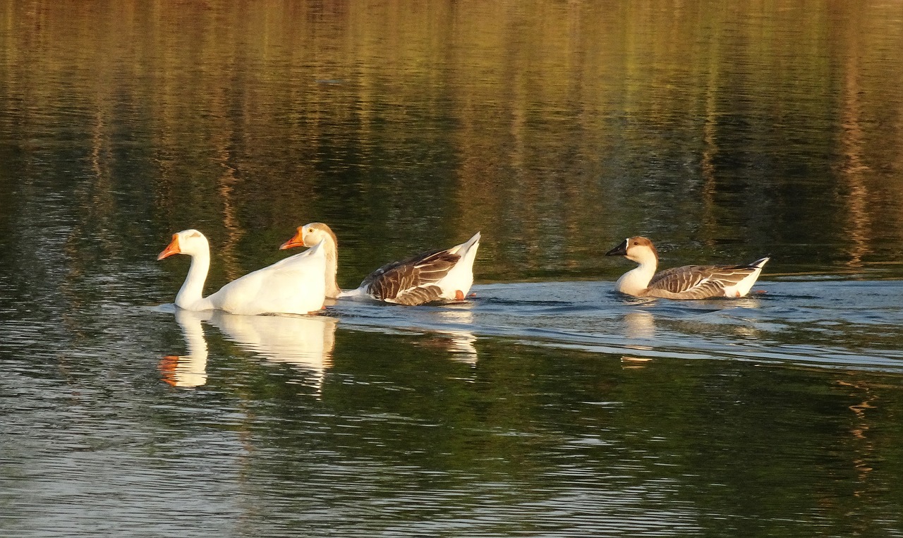 goose duck domestic free photo