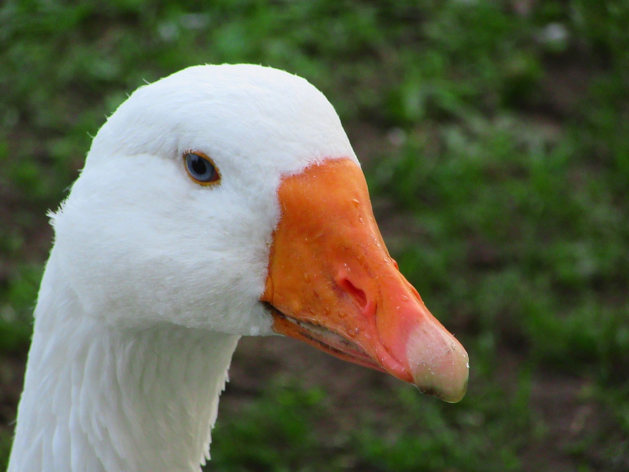 goose beak water drops free photo