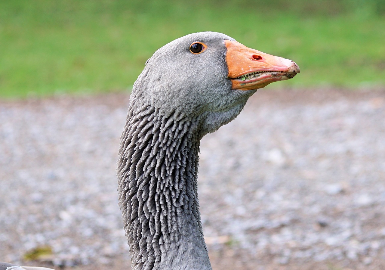 goose wild goose bird free photo