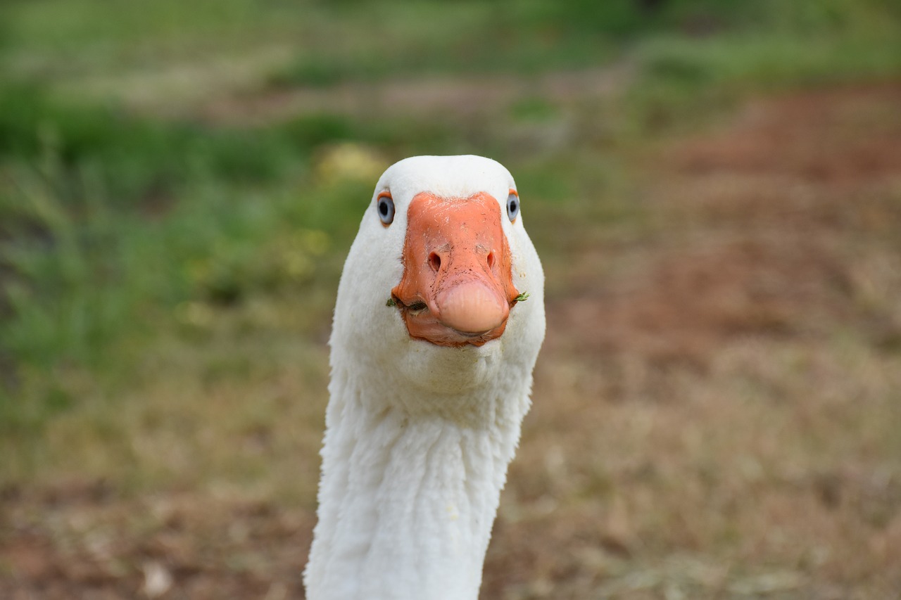 goose wildlife farm free photo
