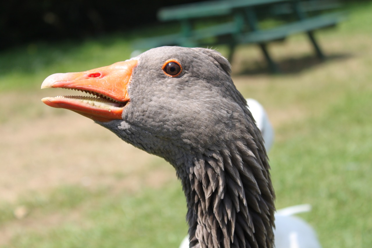 goose park attraction free photo