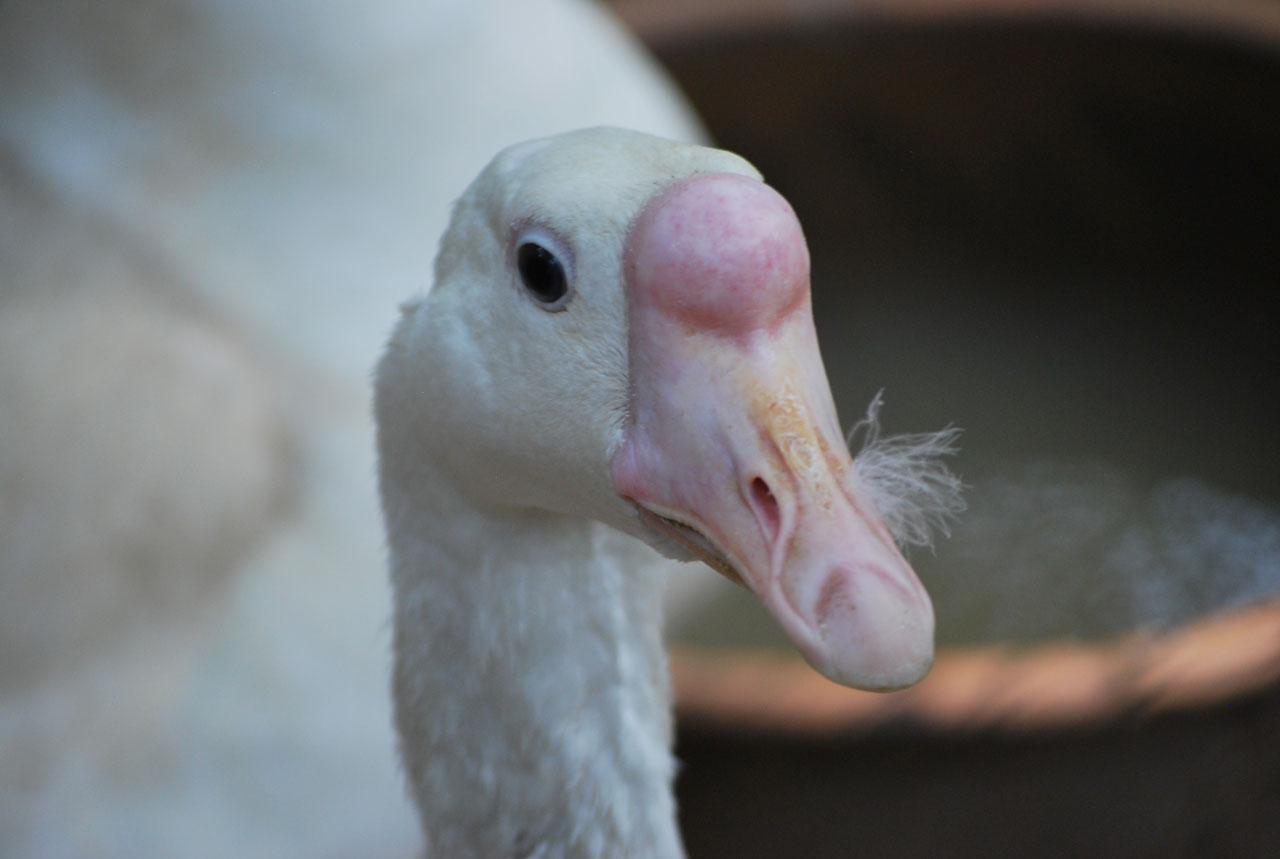 goose bird swan free photo