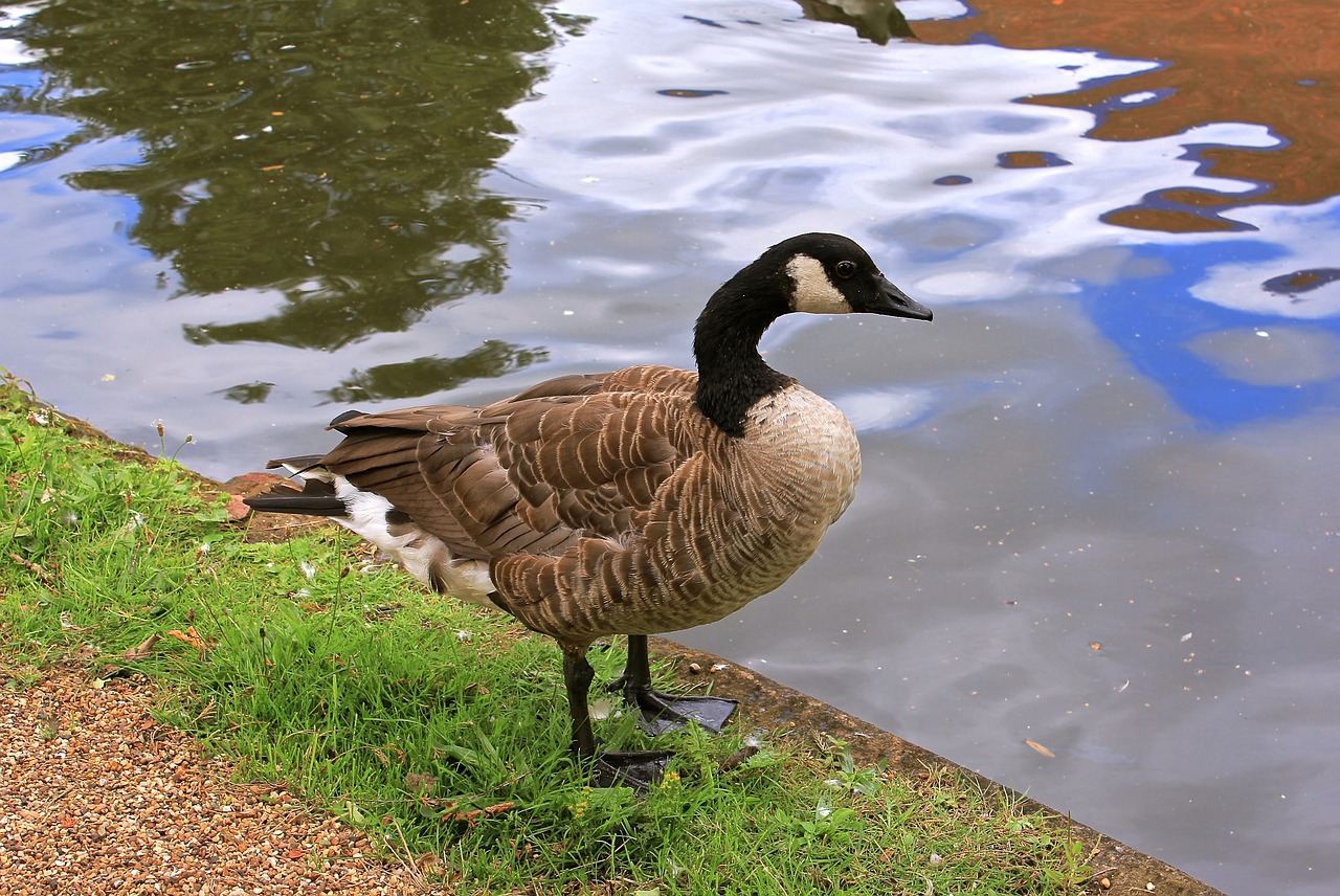 goose nature wild free photo