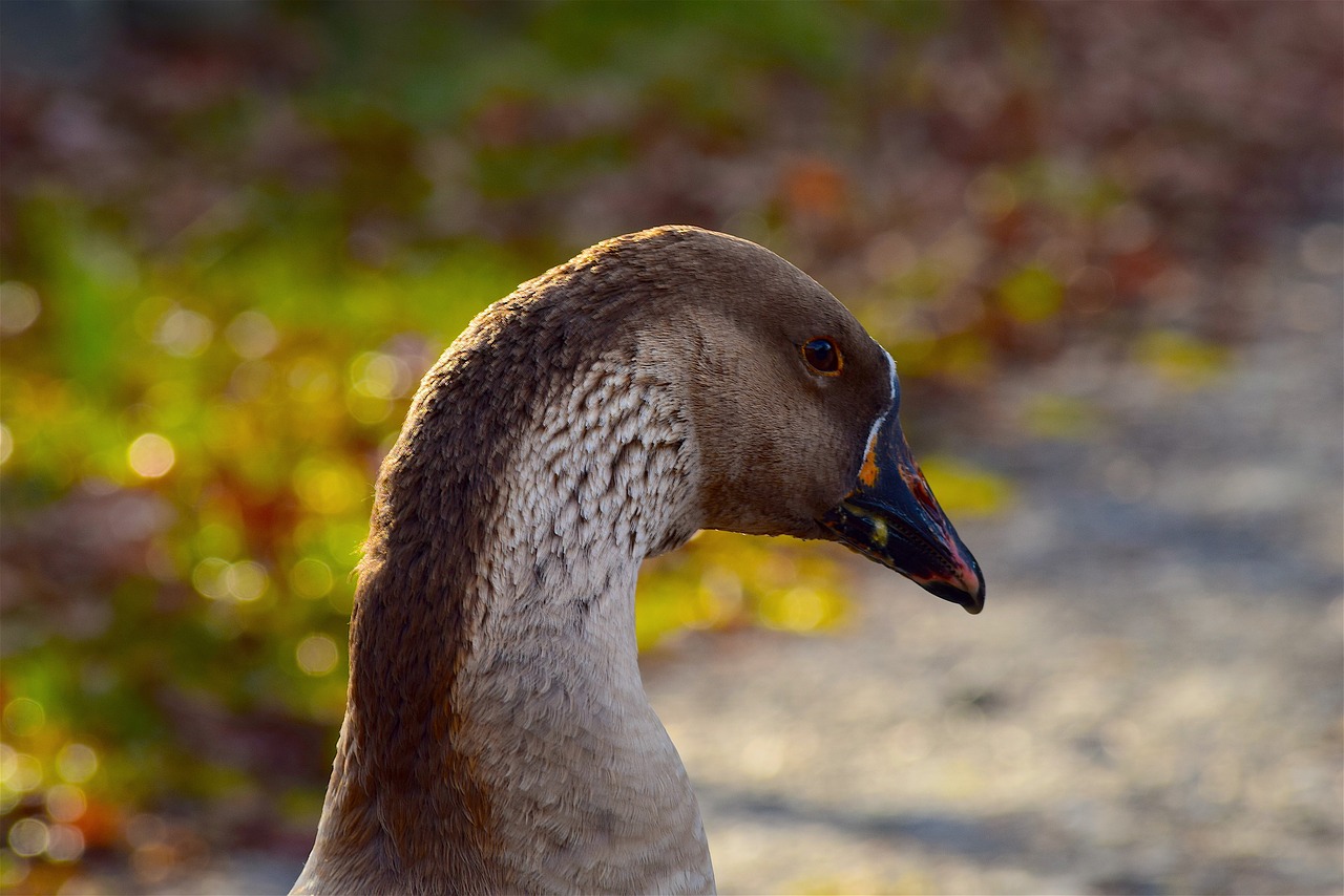 goose profile face free photo