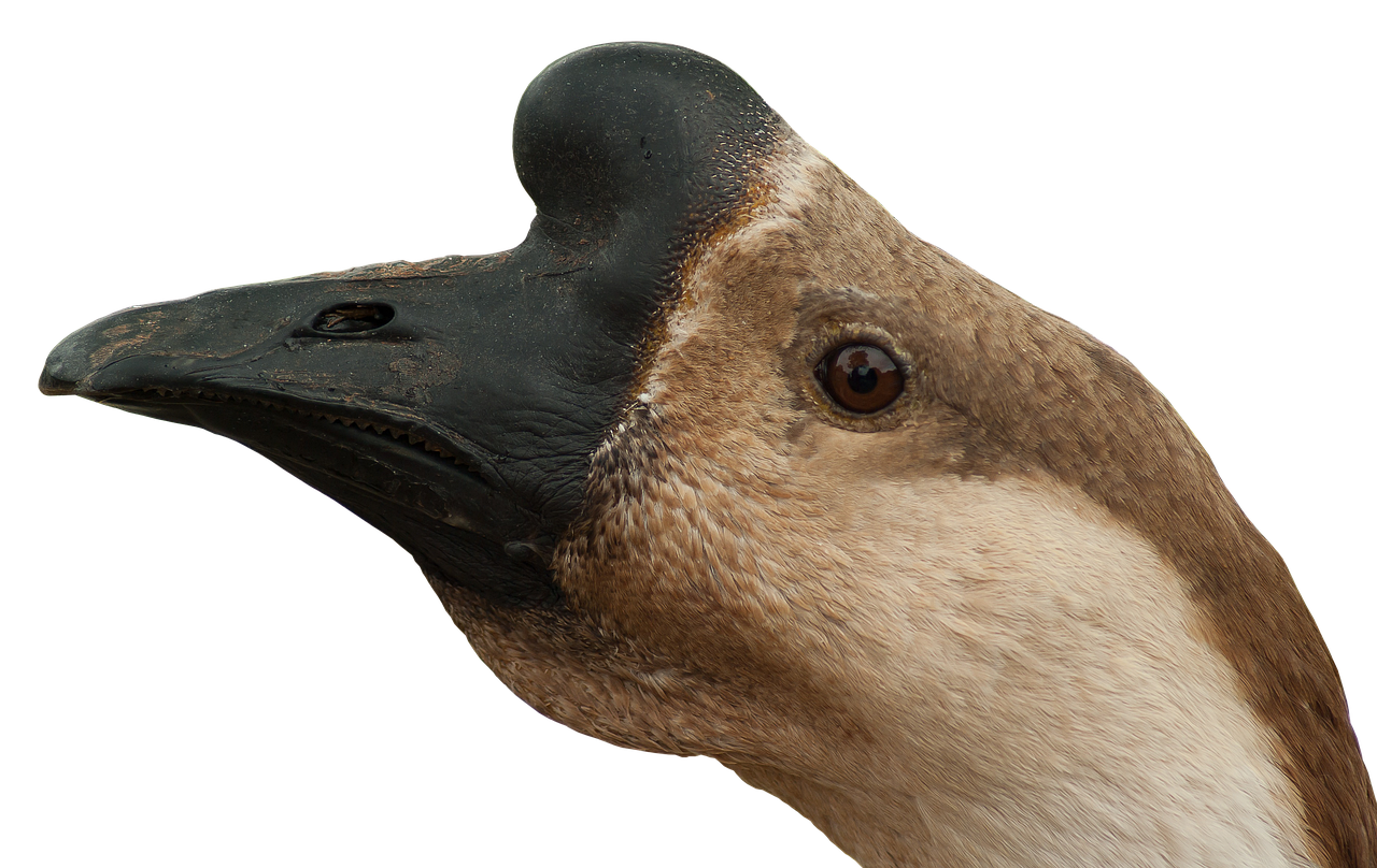 goose poultry head free photo