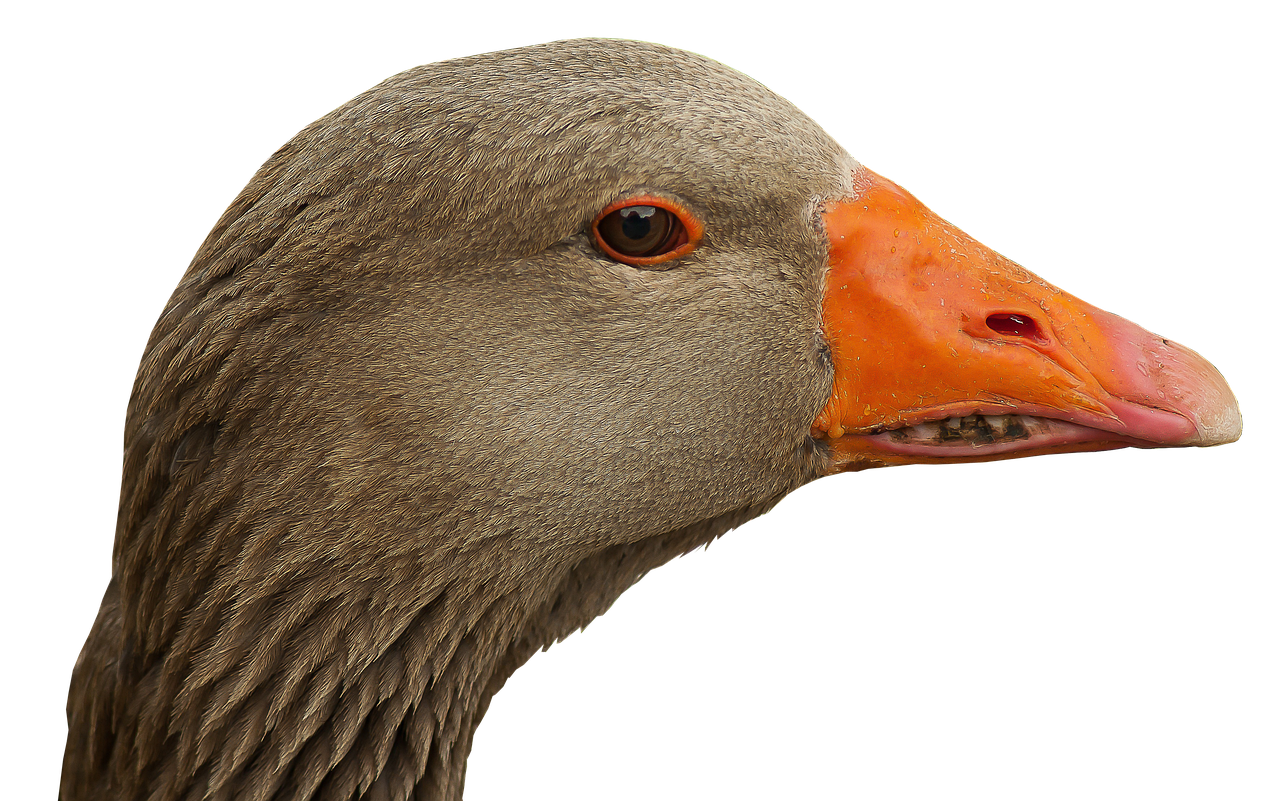 goose head goose beak free photo