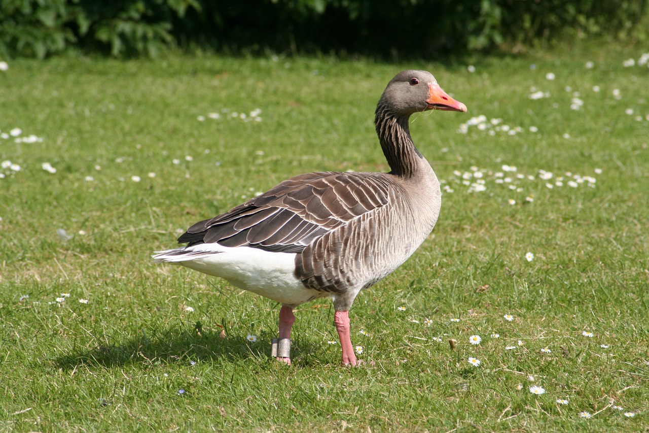 goose expensive natural free photo