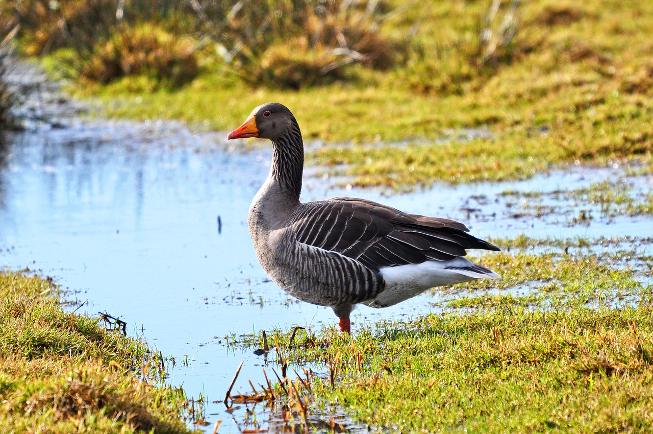 goose bird waterbird free photo