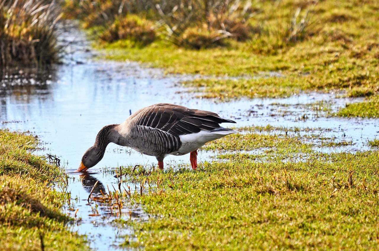 goose bird waterbird free photo