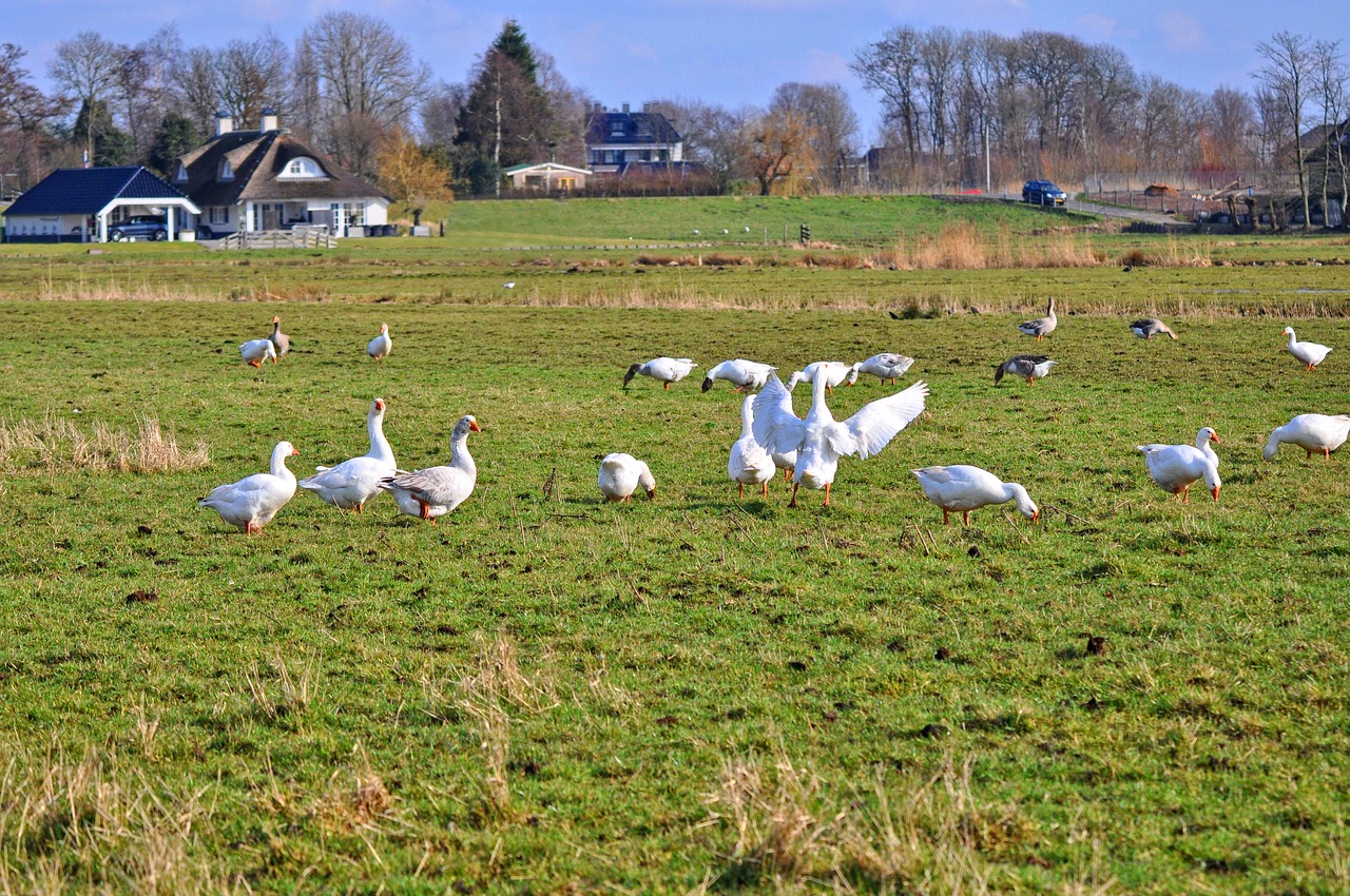 goose white goose bird free photo