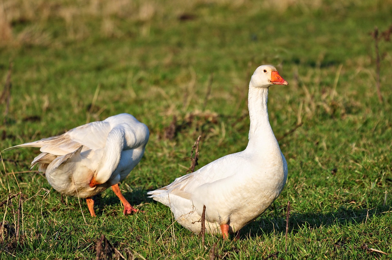 goose bird water bird free photo