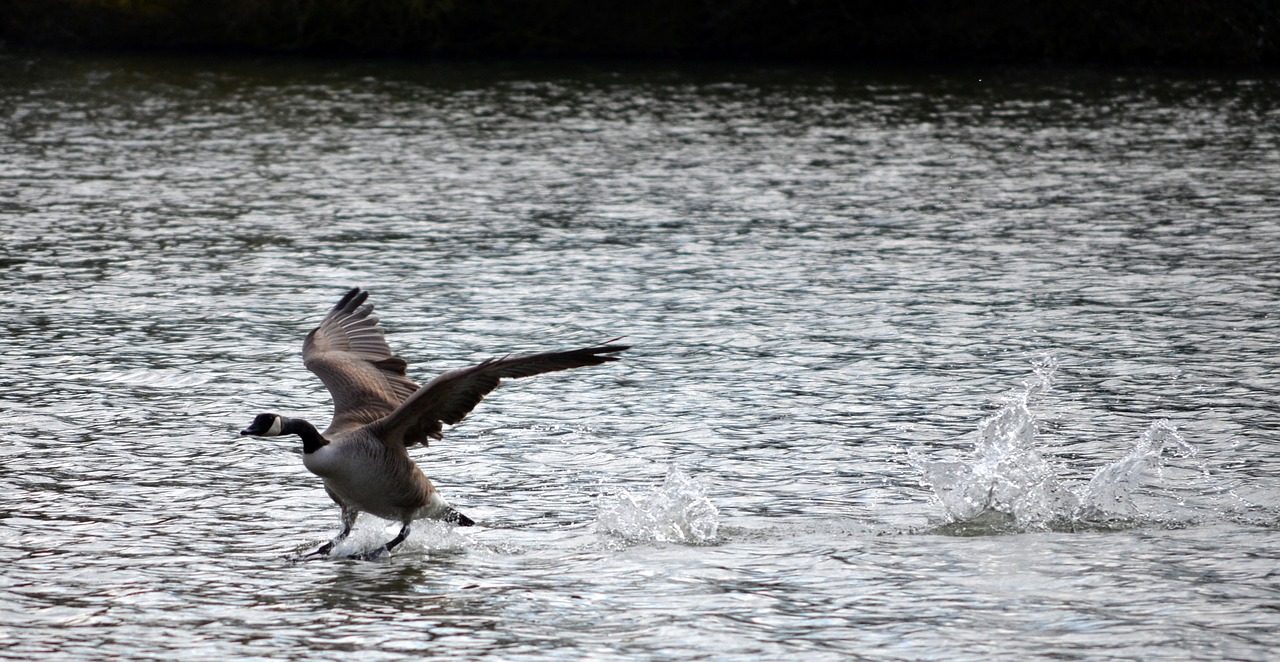 goose start departure lake free photo