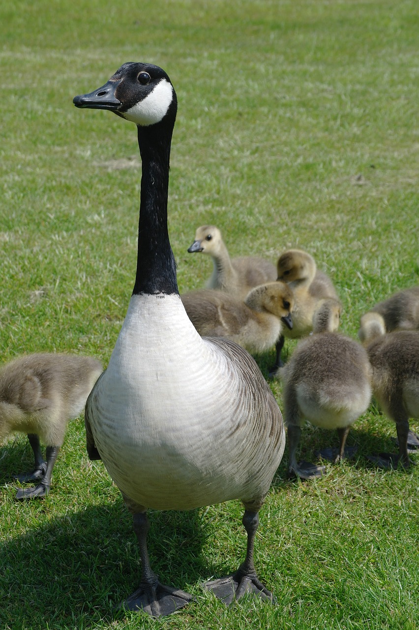 goose bird grass free photo