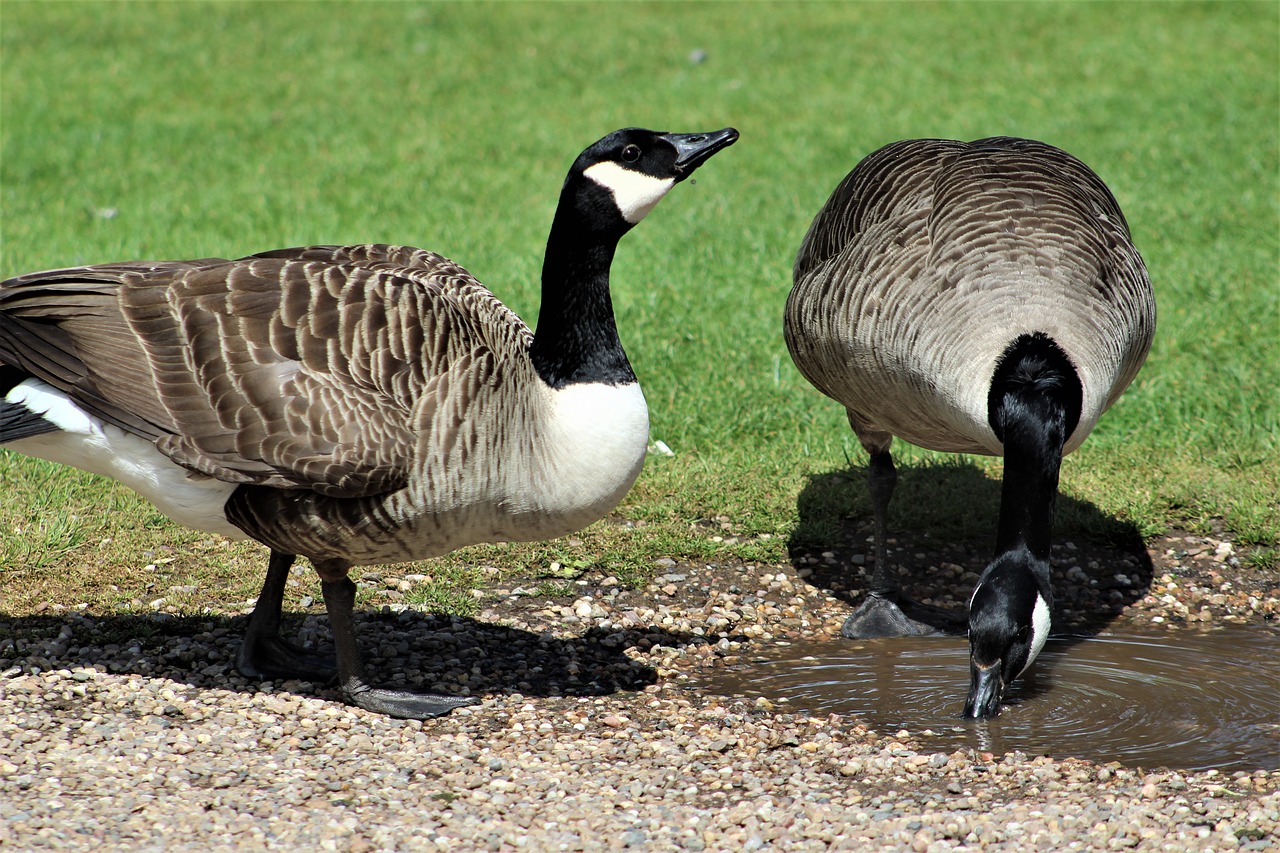 goose bird nature free photo