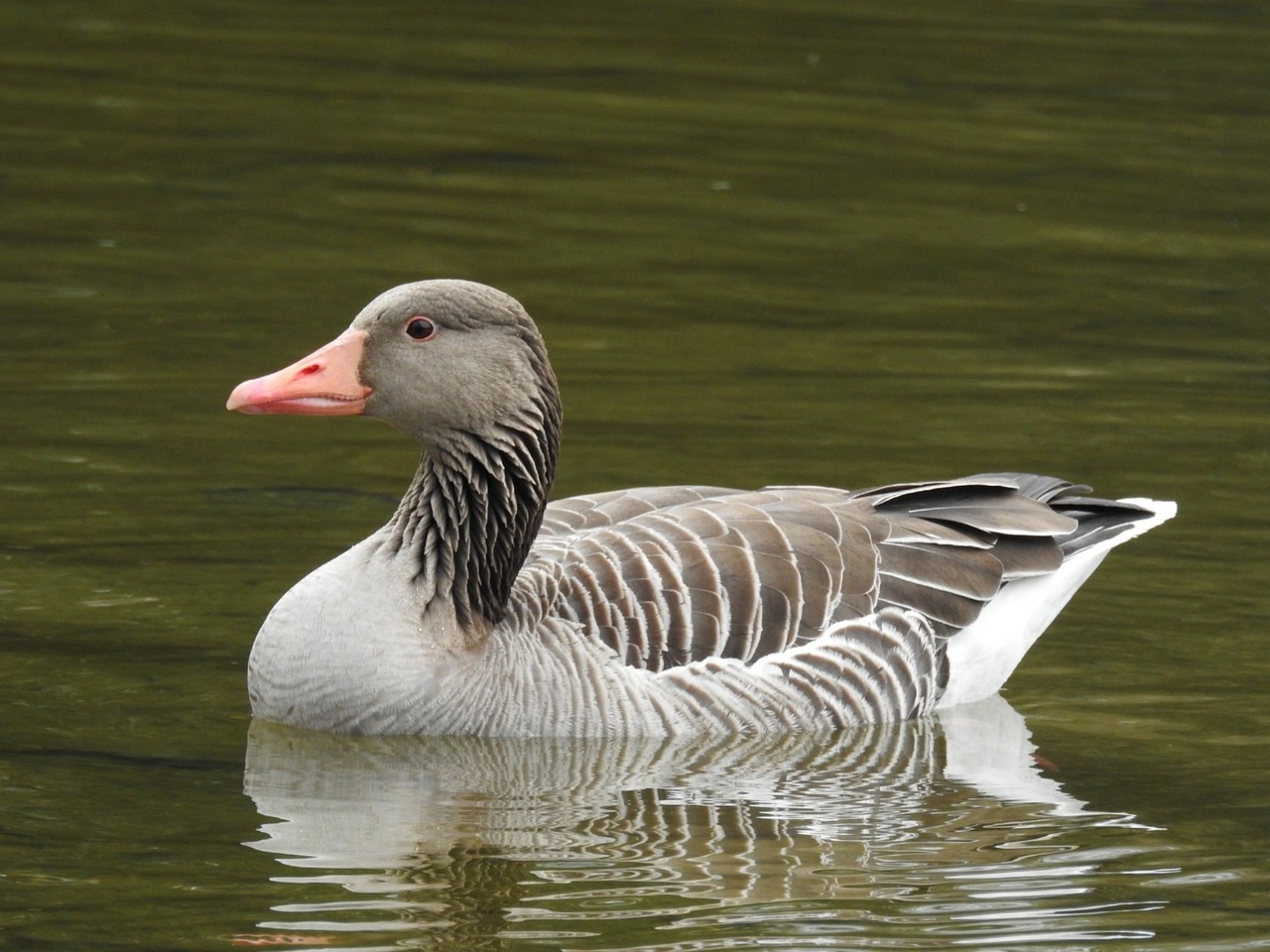 goose lake water bird free photo