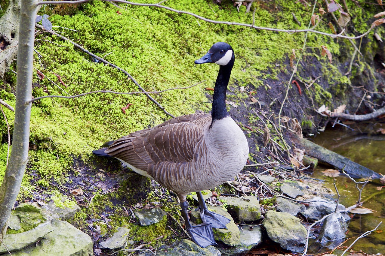 goose nature waters free photo