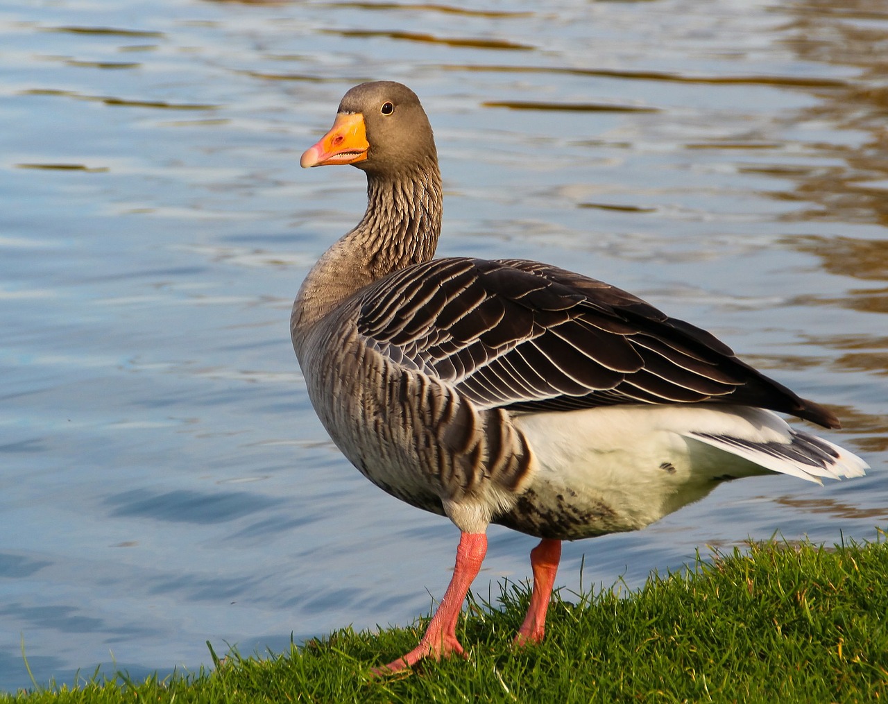 goose animal bird free photo