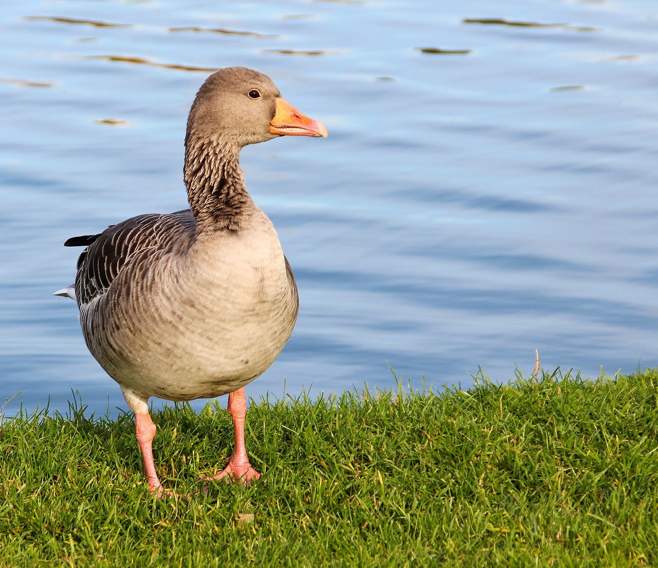 goose wild goose animal free photo