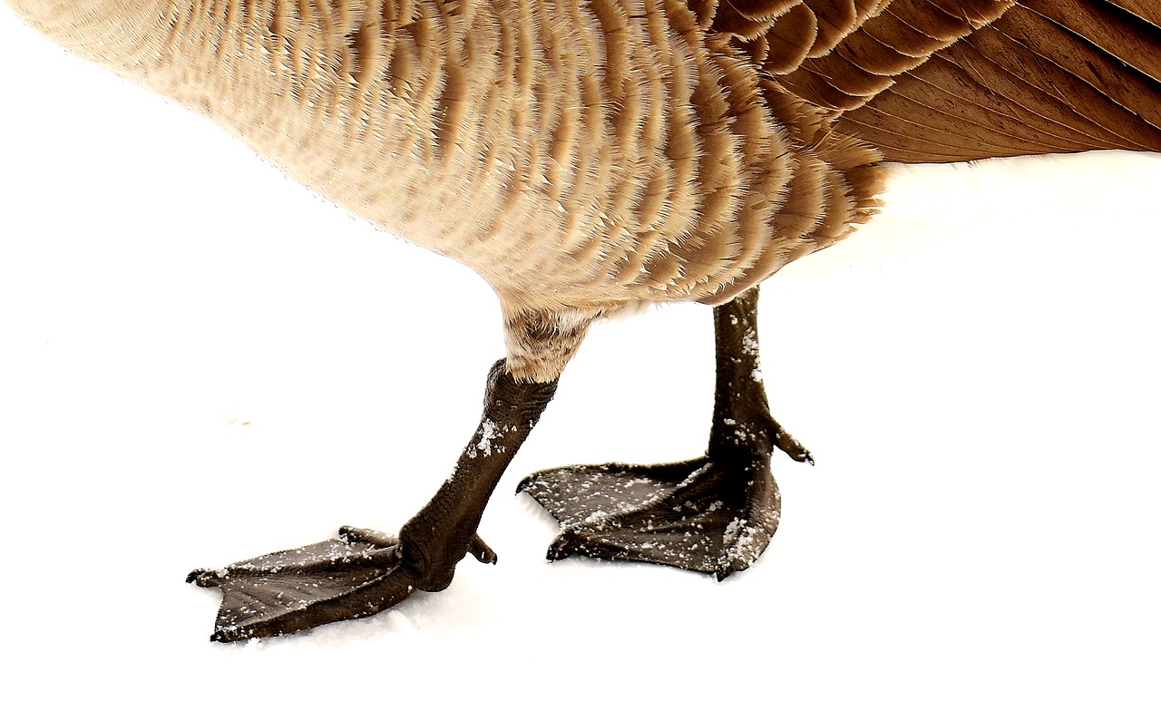 goose water bird wildlife photography free photo