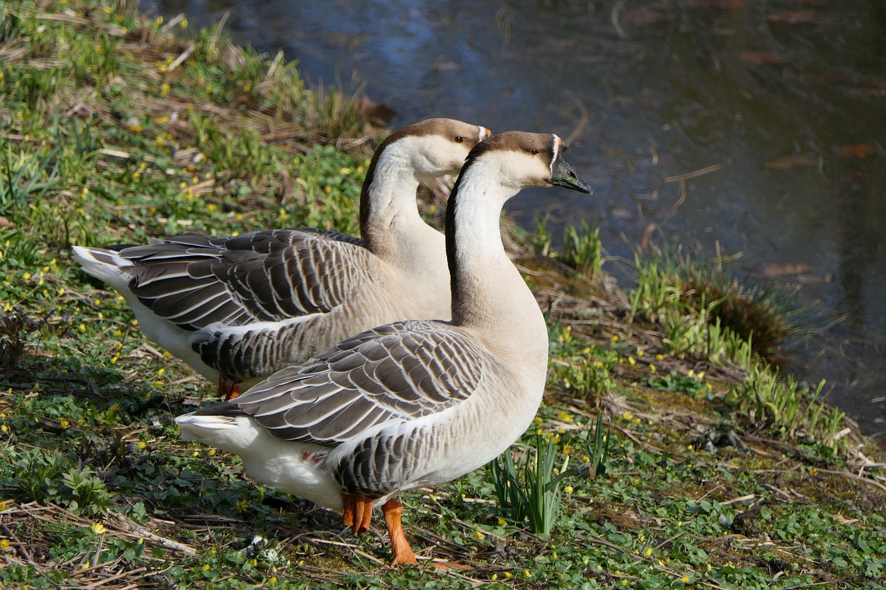 goose  geese  water bird free photo