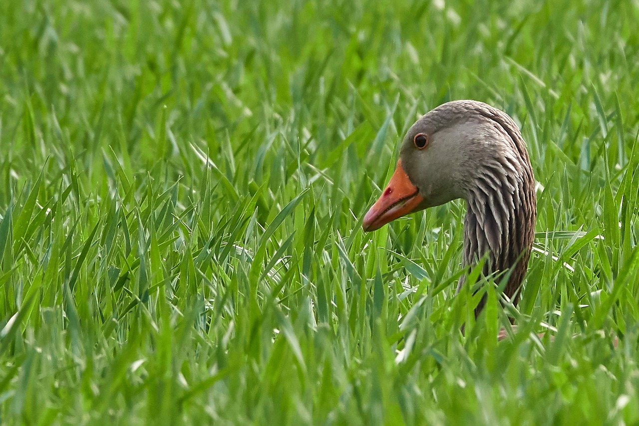 goose  grass  head free photo