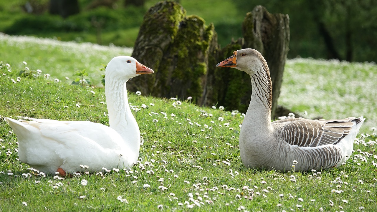 goose  bird  nature free photo