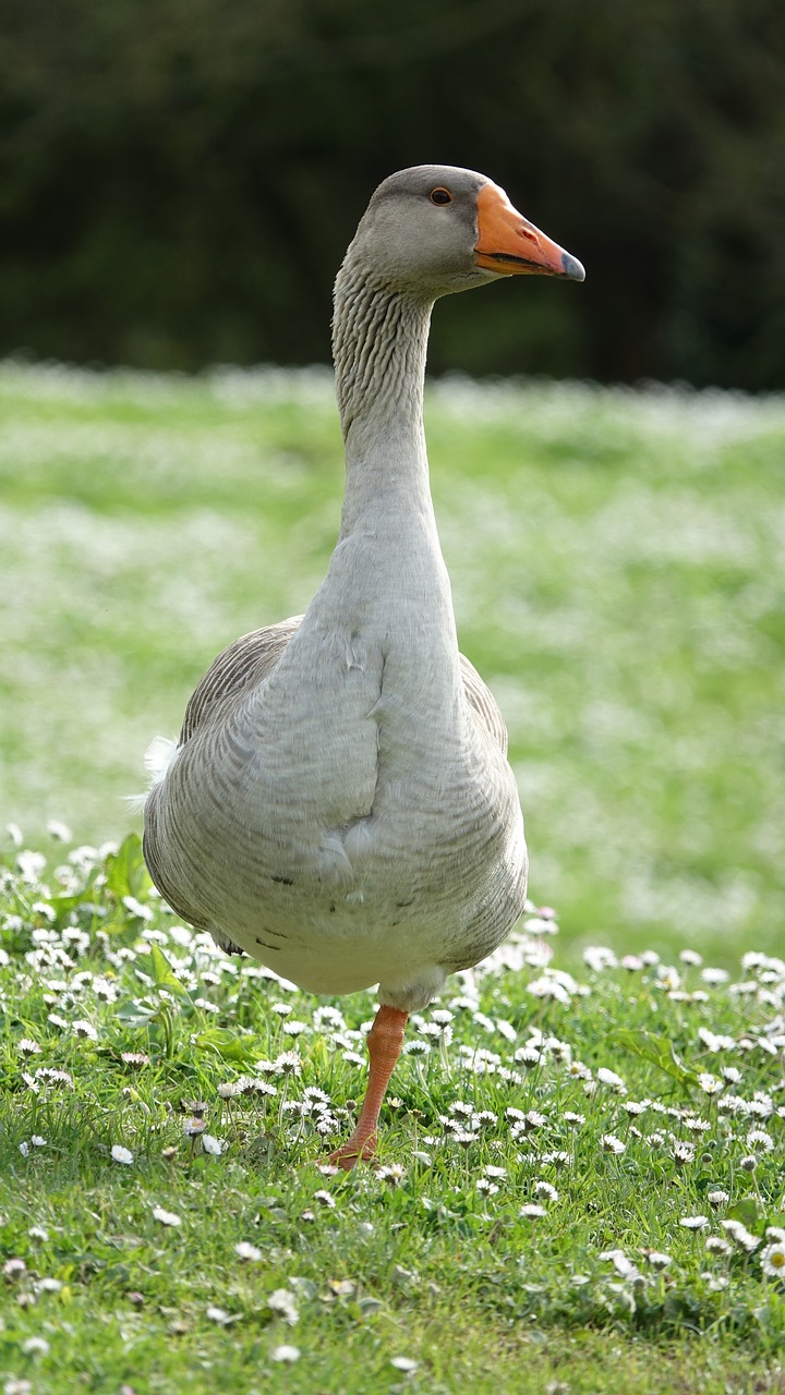 goose  animal  fauna free photo