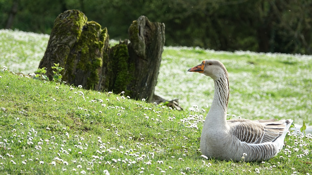 goose  nature  outdoor free photo